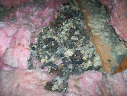 Soiled Insulation in Madison Attic